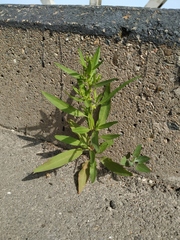 Rumex
