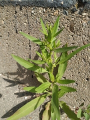 Rumex