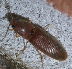 Athous cucullatus