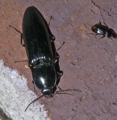 Melanactes