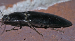 Melanactes