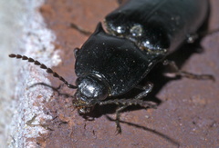 Melanactes