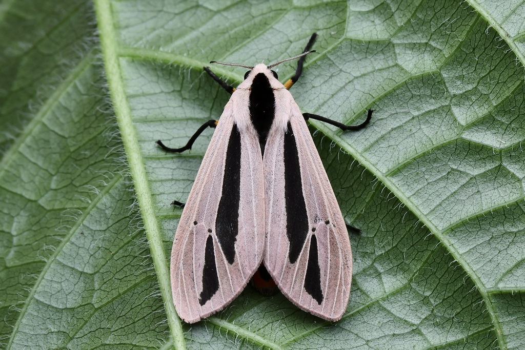 Creatonotos