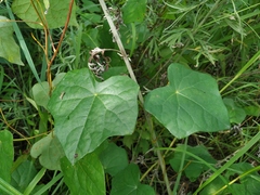 Menispermum dauricum