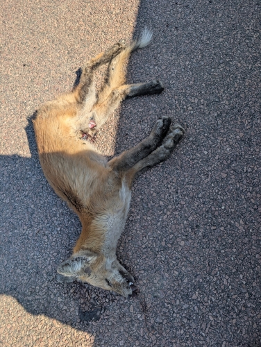 Red Fox photographed in South Dakota