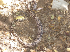 Trimorphodon biscutatus