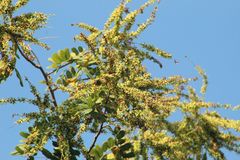 Apoplanesia paniculata