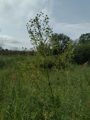 Thalictrum amurense