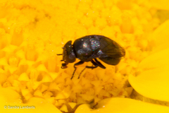 Discomyza