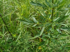 Thalictrum amurense