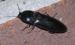 Melanactes
