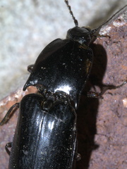 Melanactes