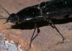 Melanactes
