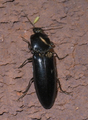 Melanactes