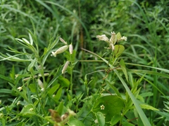 Silene repens