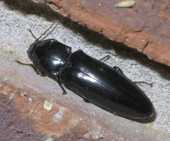 Melanactes