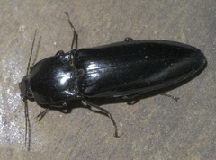 Melanactes