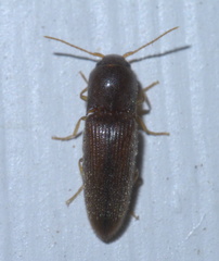 Glyphonyx bimarginatus