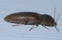 Glyphonyx bimarginatus
