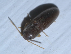 Glyphonyx bimarginatus