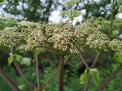 Angelica dahurica