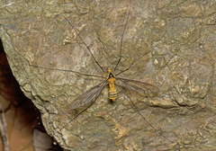 Leptotarsus tricinctus