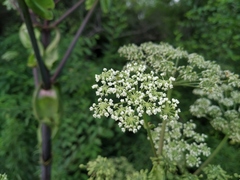 Angelica dahurica