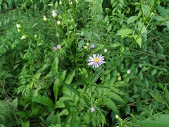 Aster tataricus