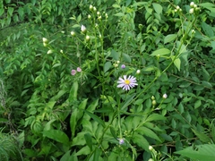 Aster tataricus