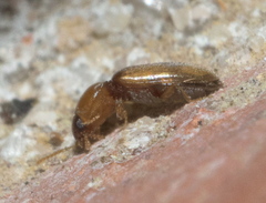 Paradonus