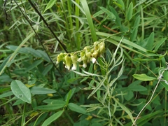 Sophora flavescens