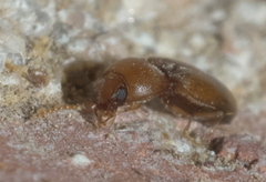 Paradonus