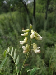 Sophora flavescens