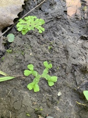 Ricciaceae