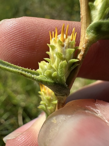 Pyrrocoma racemosa, photograph 6