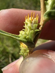 Pyrrocoma racemosa, photograph author not stated, no rights reserved