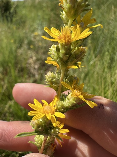 Pyrrocoma racemosa, photograph 5
