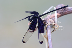 Dysphaea dimidiata