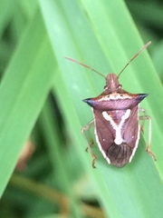 Durmia albidofuscata