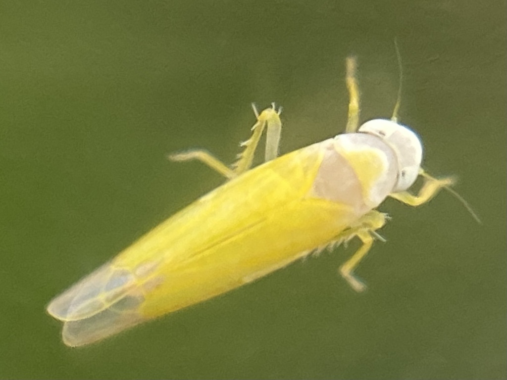 Edwardsiana tersa