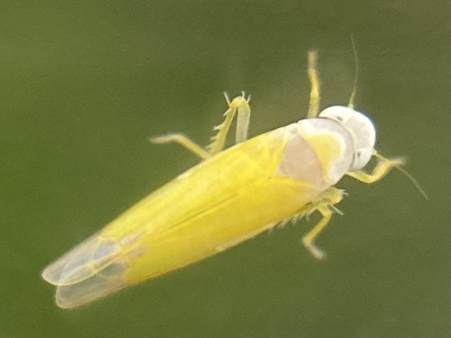 Edwardsiana tersa