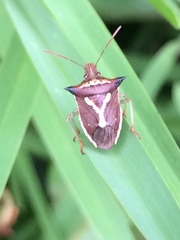 Durmia albidofuscata