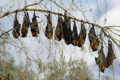 Pteropus poliocephalus