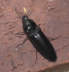 Melanactes