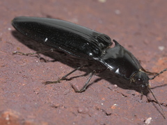 Melanactes