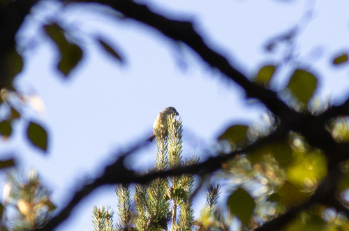Parrot Crossbill