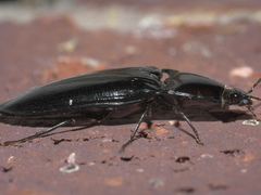 Melanactes