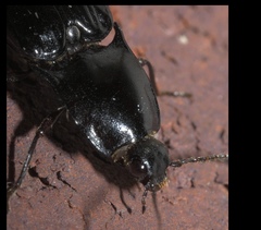 Melanactes