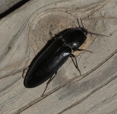 Melanactes