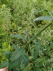 Adenophora triphylla